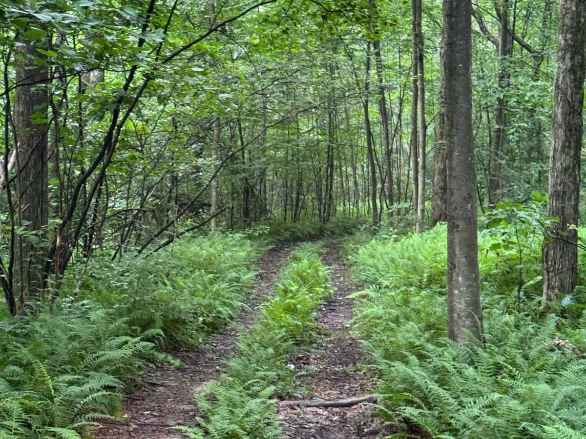 Trail 47 photo 5