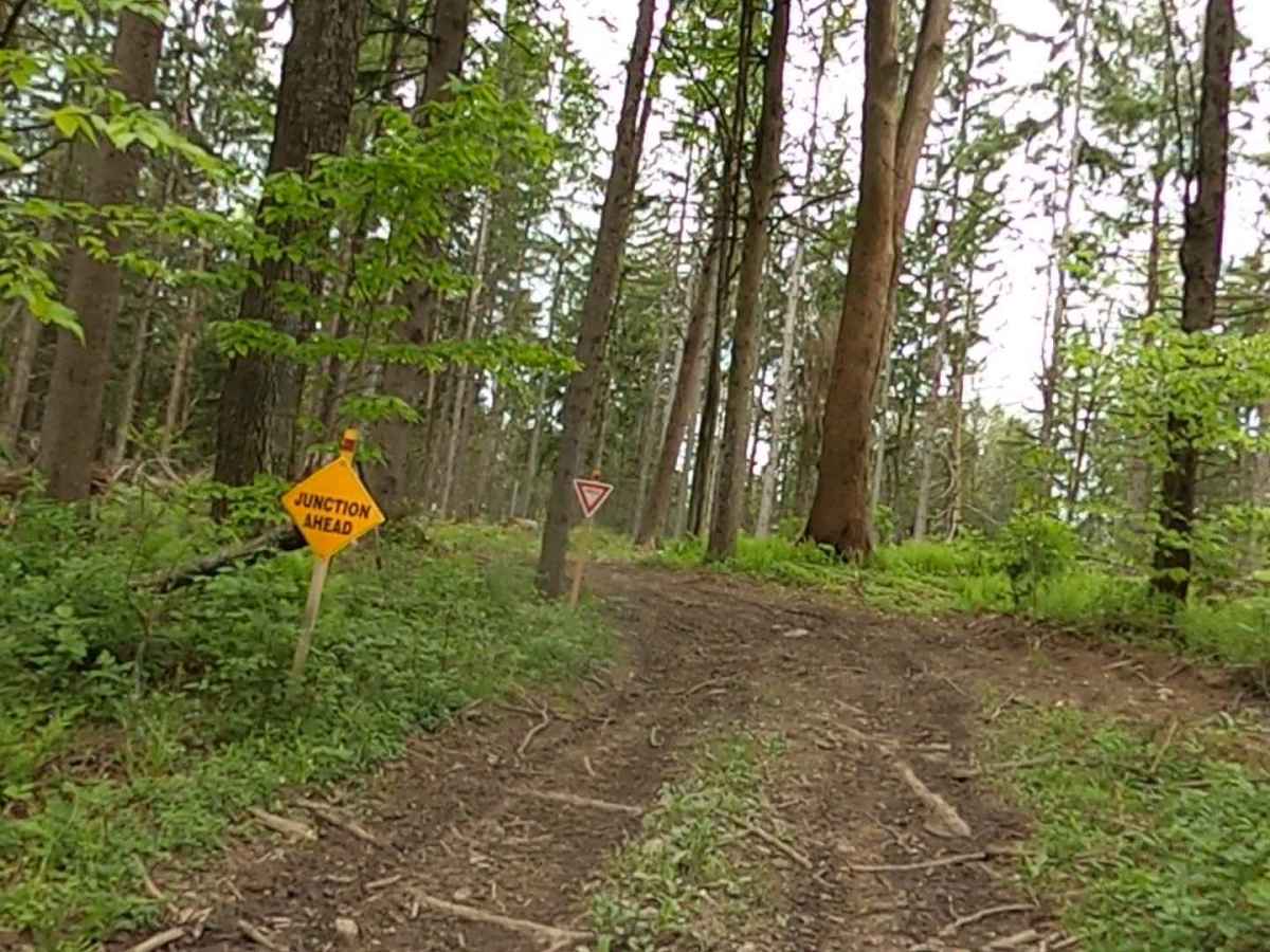 Lewis County Area A - Blue Trail photo 5