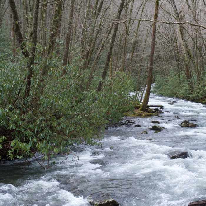 Near Bradley Fork Trail