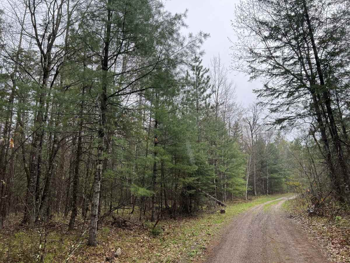 Sawbuck Road - FS 2302 trail photo