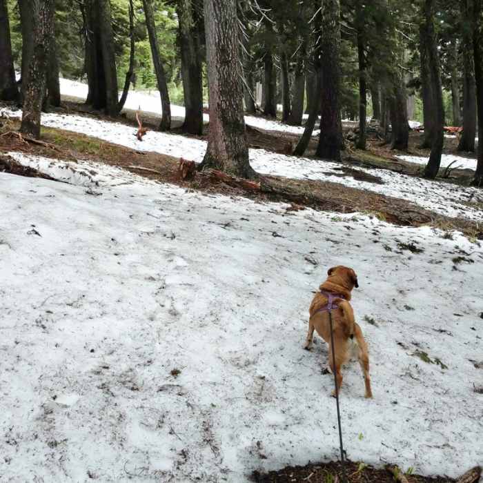 Near Tipsoo Peak Hike