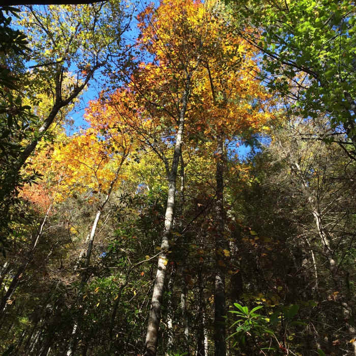 Near BMT: Segment 7a-7d (Weaver Creek Road to Bushy Head Gap)
