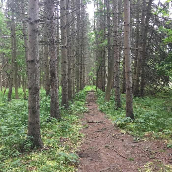 Near West Orchard and Ellicott Creek Trail