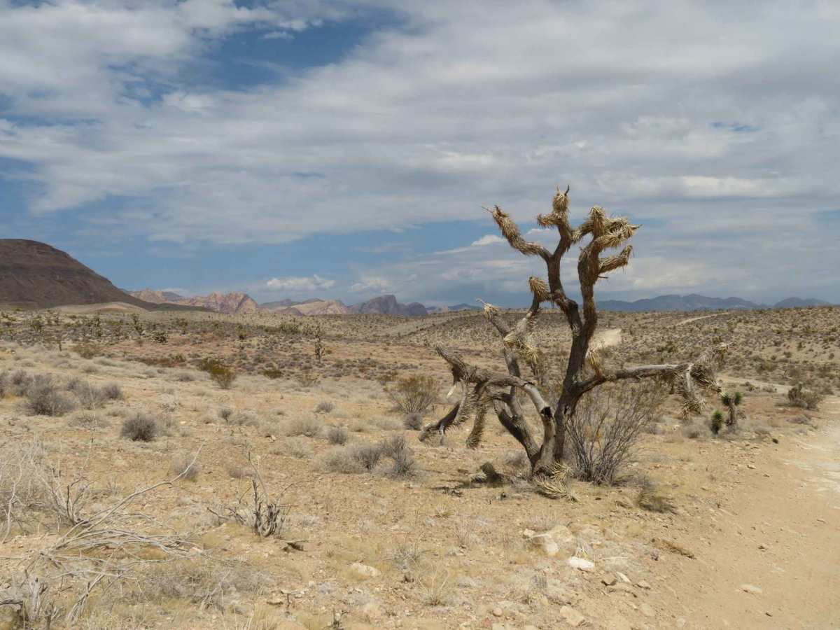 Wilson Trail Wash trail photo