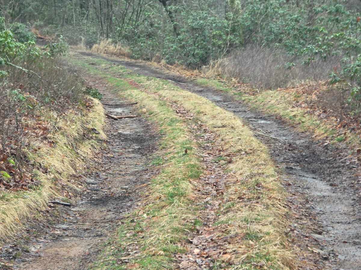 Red Tongue Trail photo 4