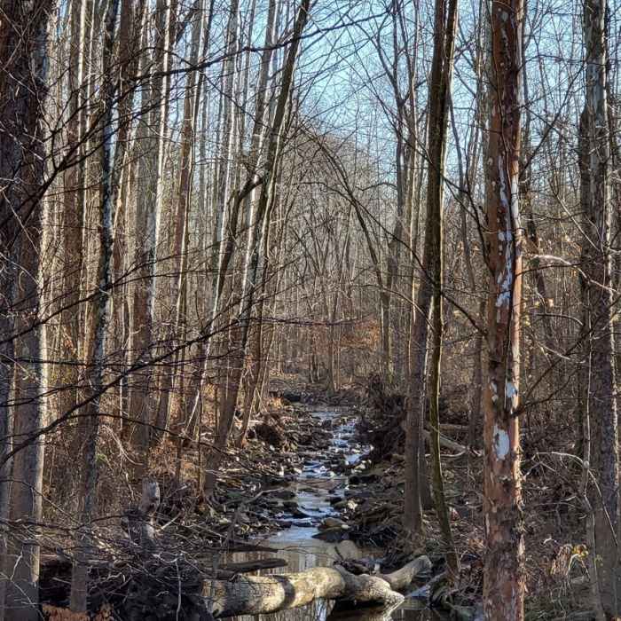 Near Tipsaw Lake Trail
