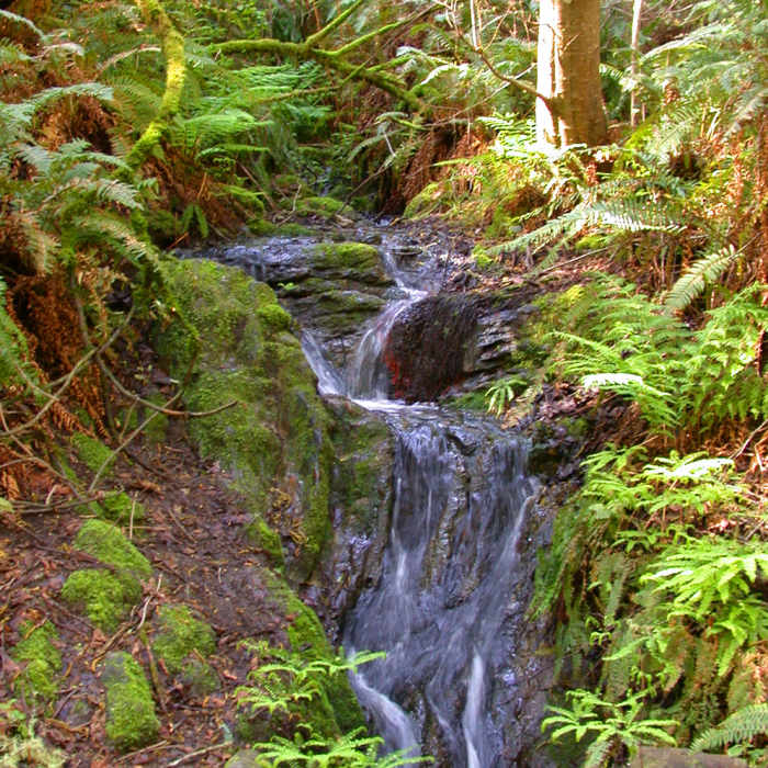 Small falls of Coast Creek Near Baldy