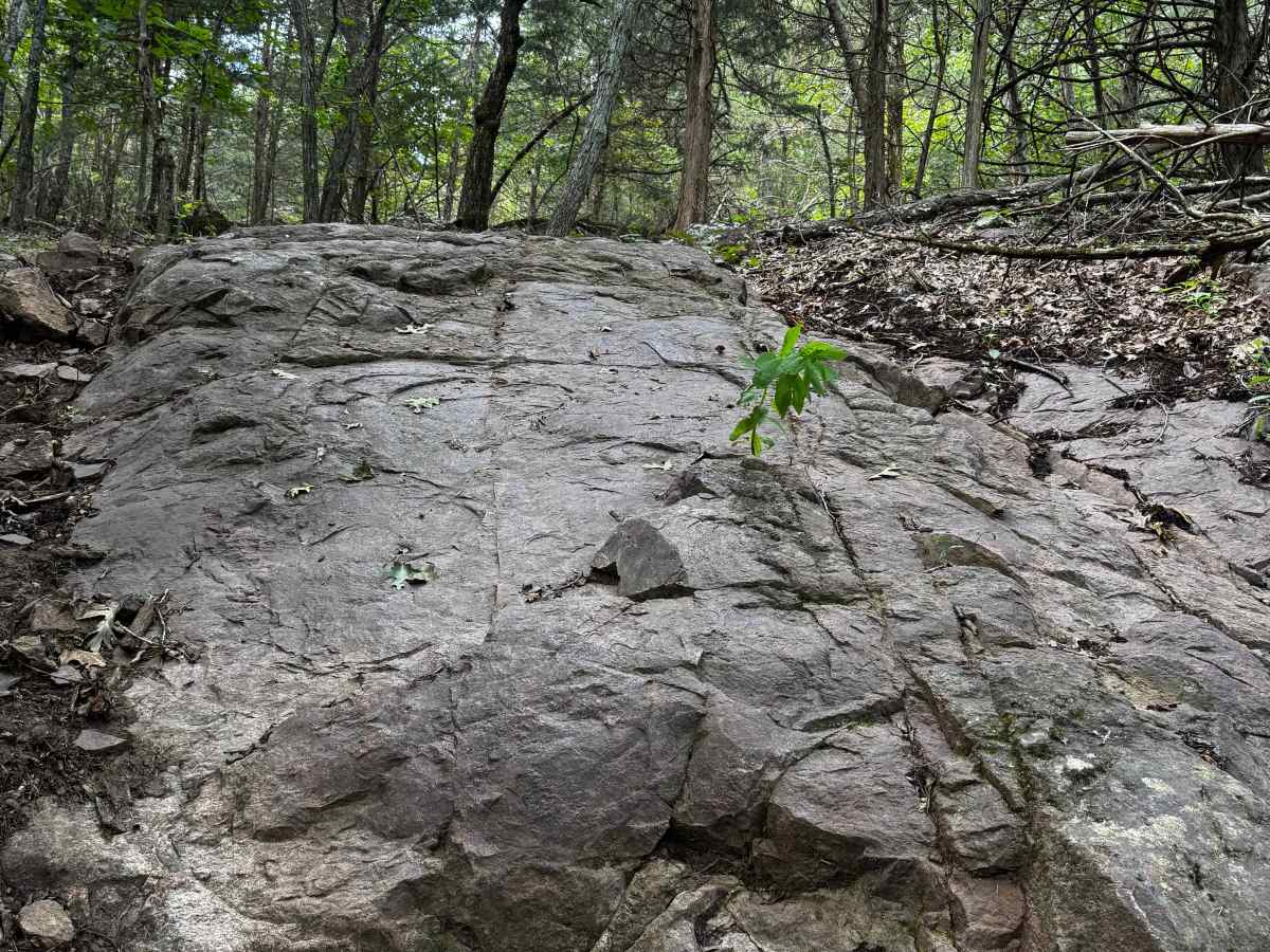 The Rock  photo 3
