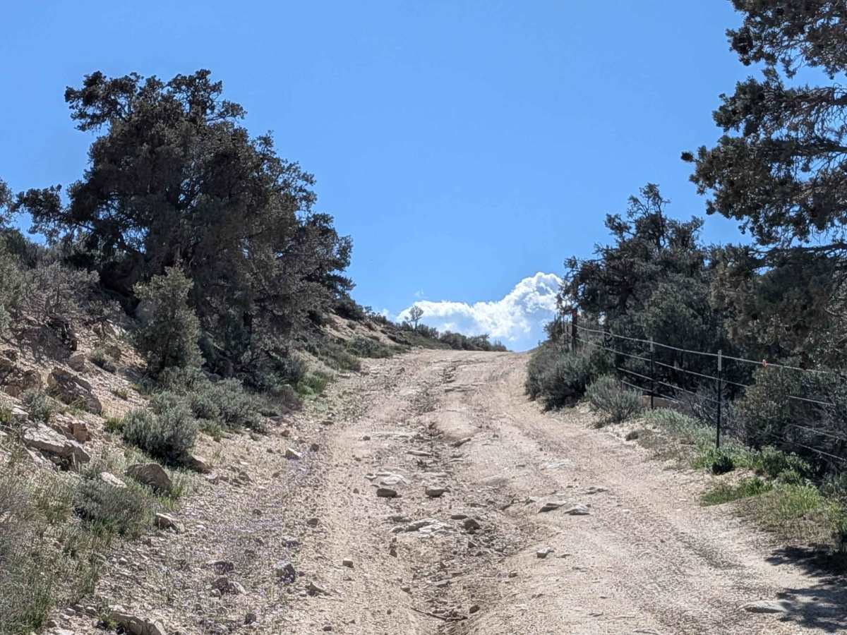 BLM SC228 photo 6