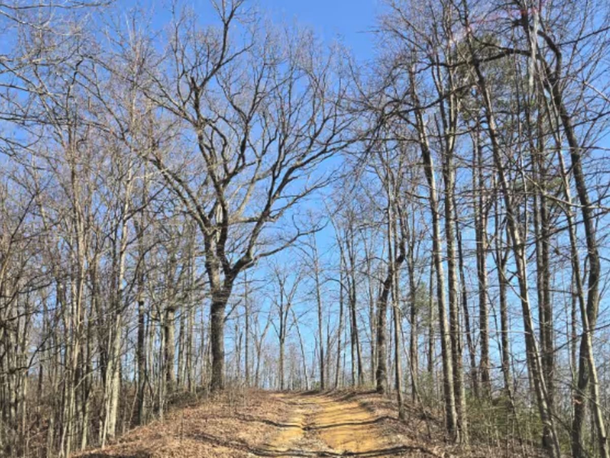Misletoe Road photo 3