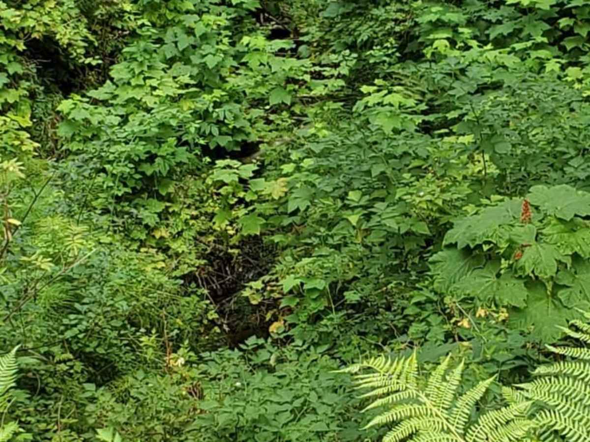 Weasel Spring Lane photo 4