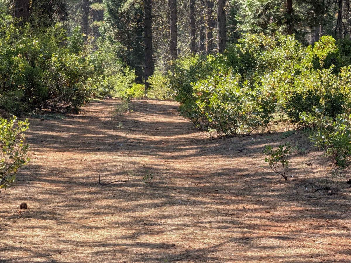 Porcupine Butte - FS 42N20 photo 3