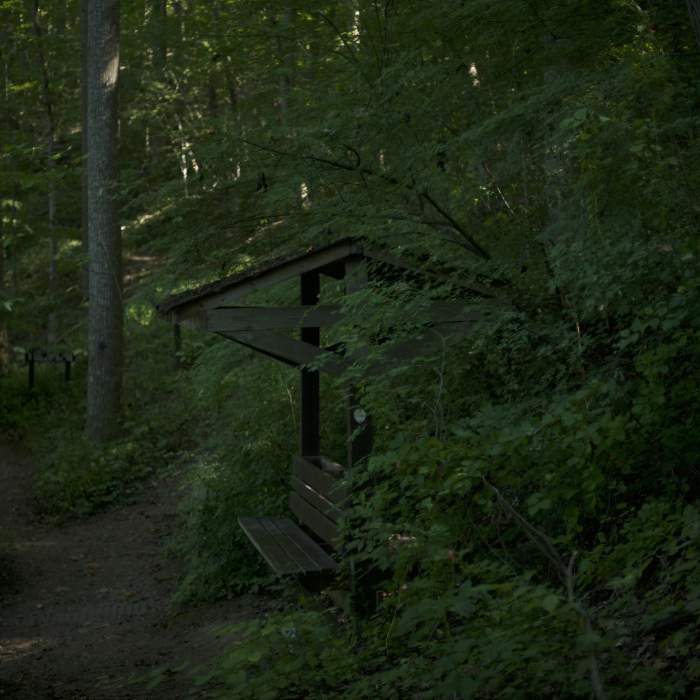Near Christmas Fern Trail