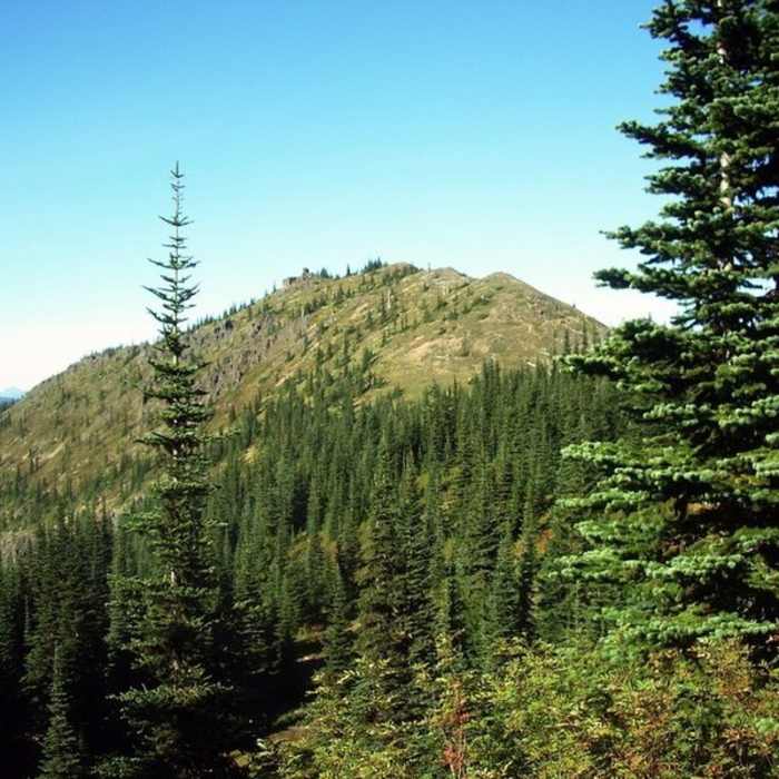 Near Noble Knob Trail #1184