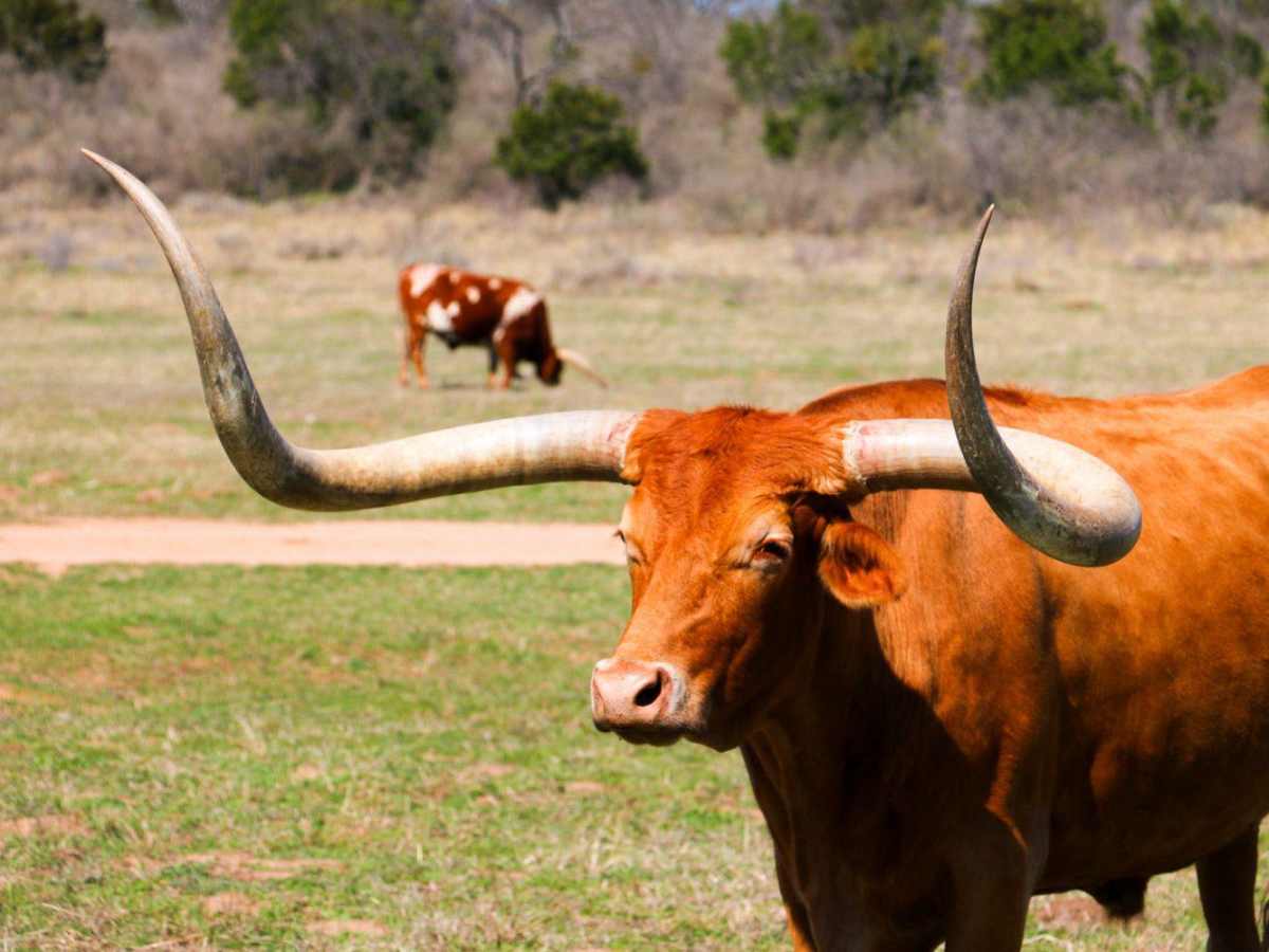 Texas Hill Country Tour photo 4