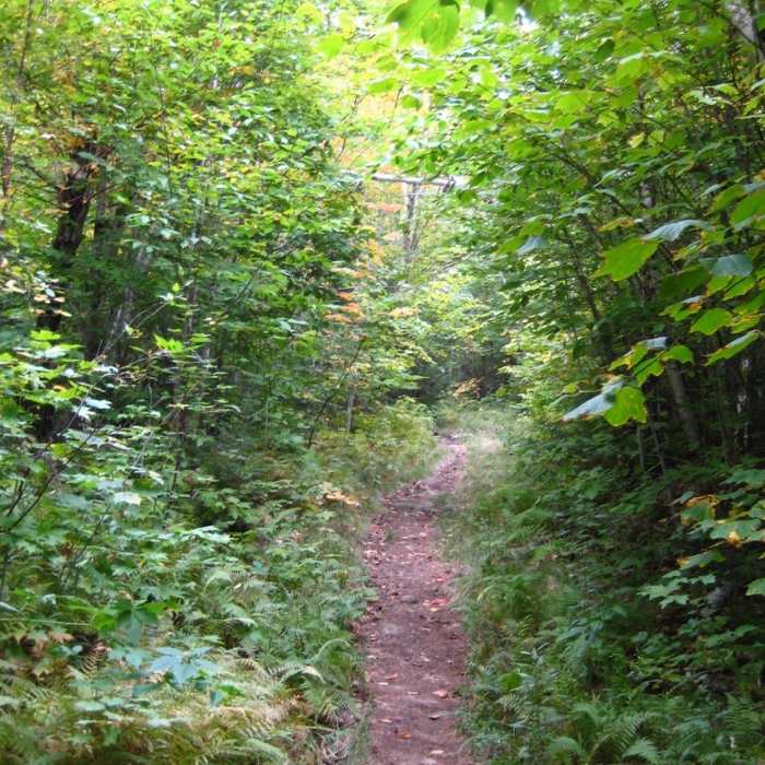 Blissful green tunnel running on the way up to Gentian Pond. Near Gentian Pond Out and Back