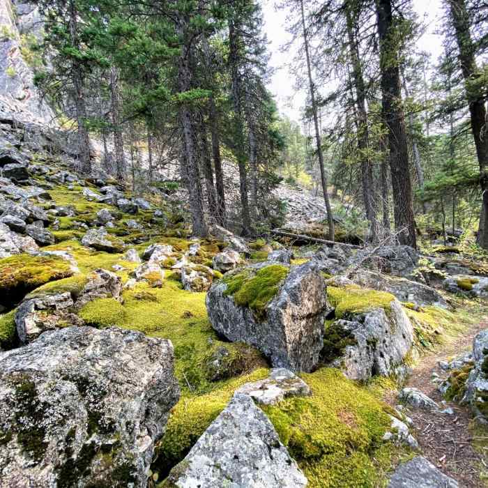 Near Gallatin River Trail #137
