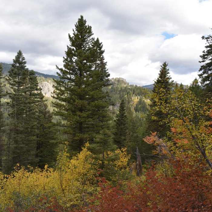 Near Goose Creek Falls