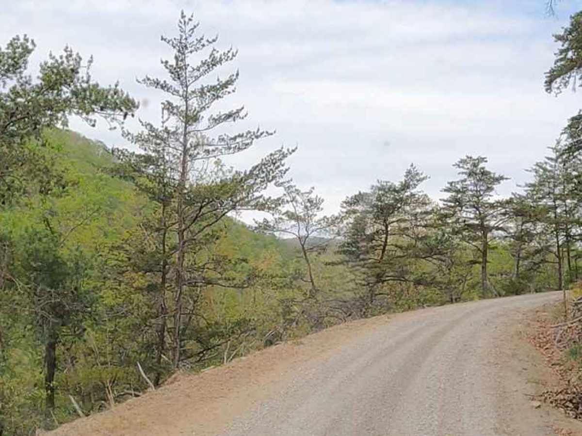 Cove Creek Road trail photo
