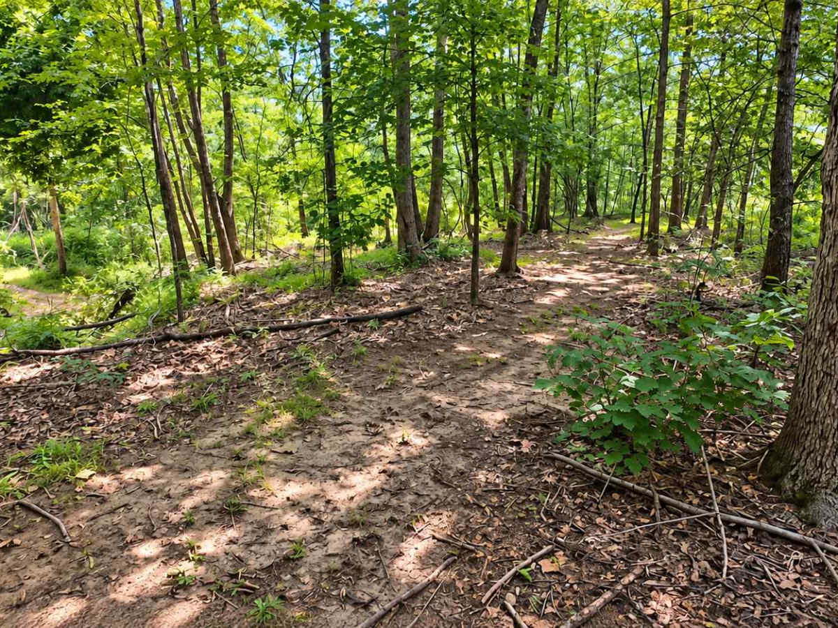 Splinter Hill Trail  photo 6