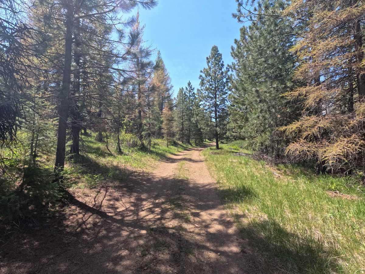 Hawk Eye - Trail 206 photo 5