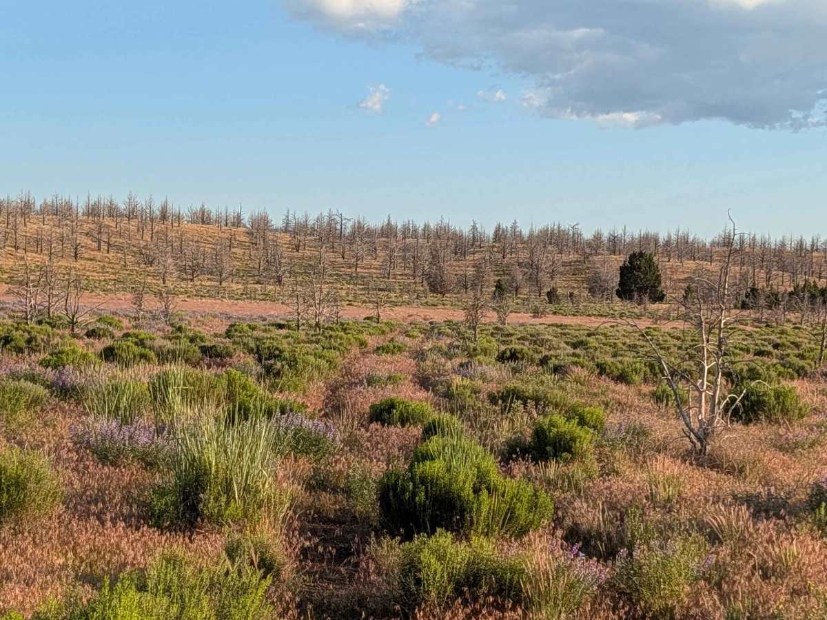 Bento Butte - FS 46N22 photo 2
