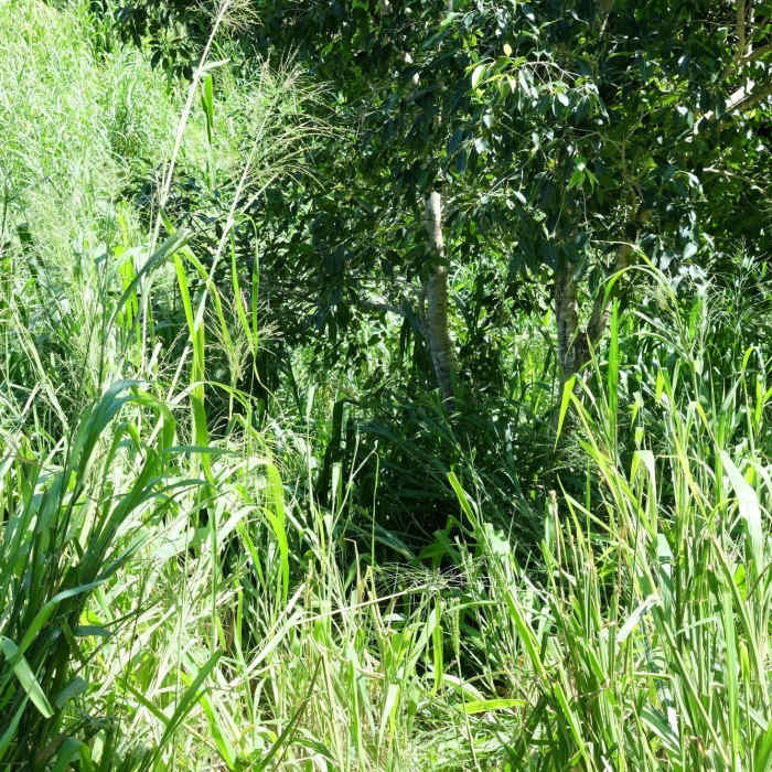 Near Kaupo Trail