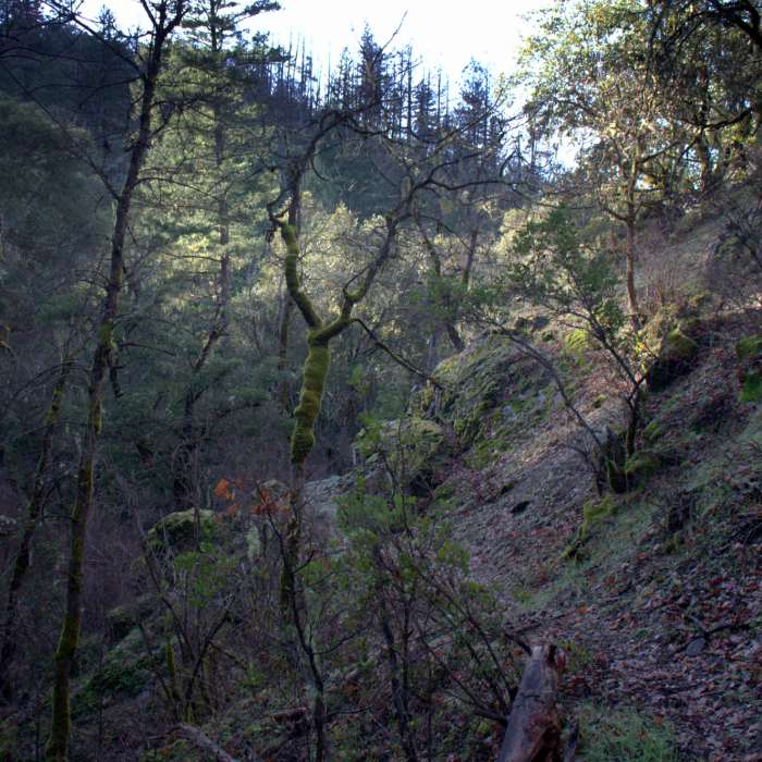 Deep in Mule Creek Canyon. Near Mule Creek Trail #920