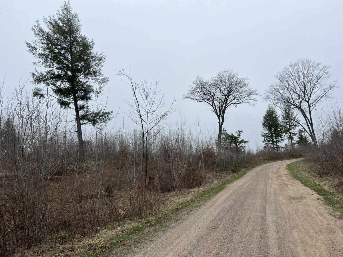 McCauley Creek Road - FS 2321 photo 5
