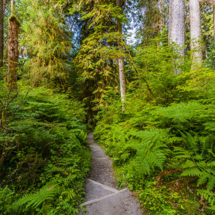 Near Spruce Nature Trail