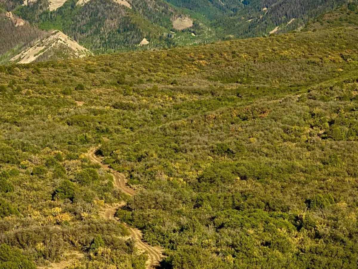 Loop Road Trail FR Rd 636 photo 5