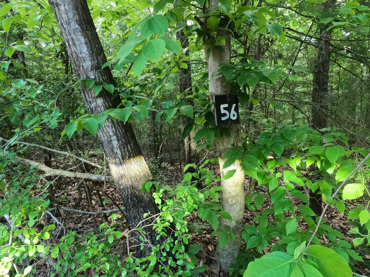 Trail 56 photo 2
