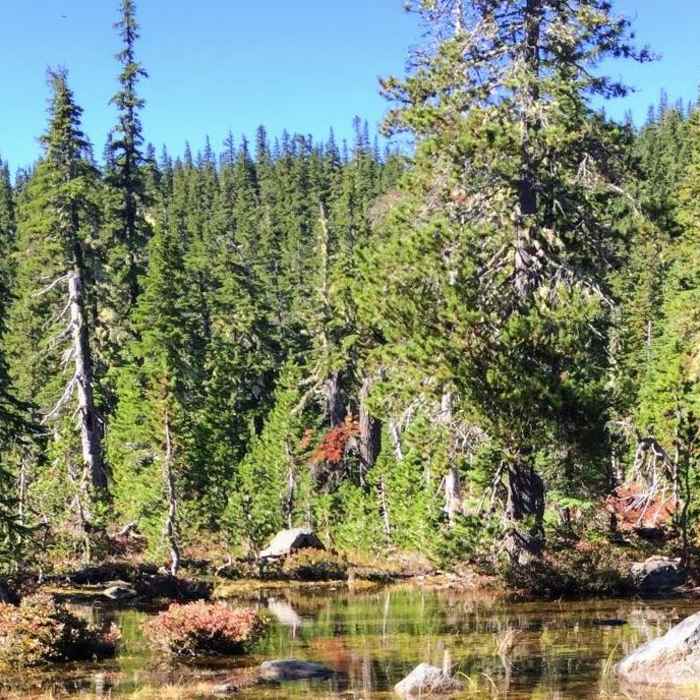 Near Santiam Pass to Olallie Lake Near Santiam Pass to Olallie Lake