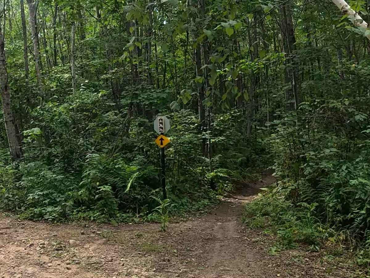 Logger's Run trail photo