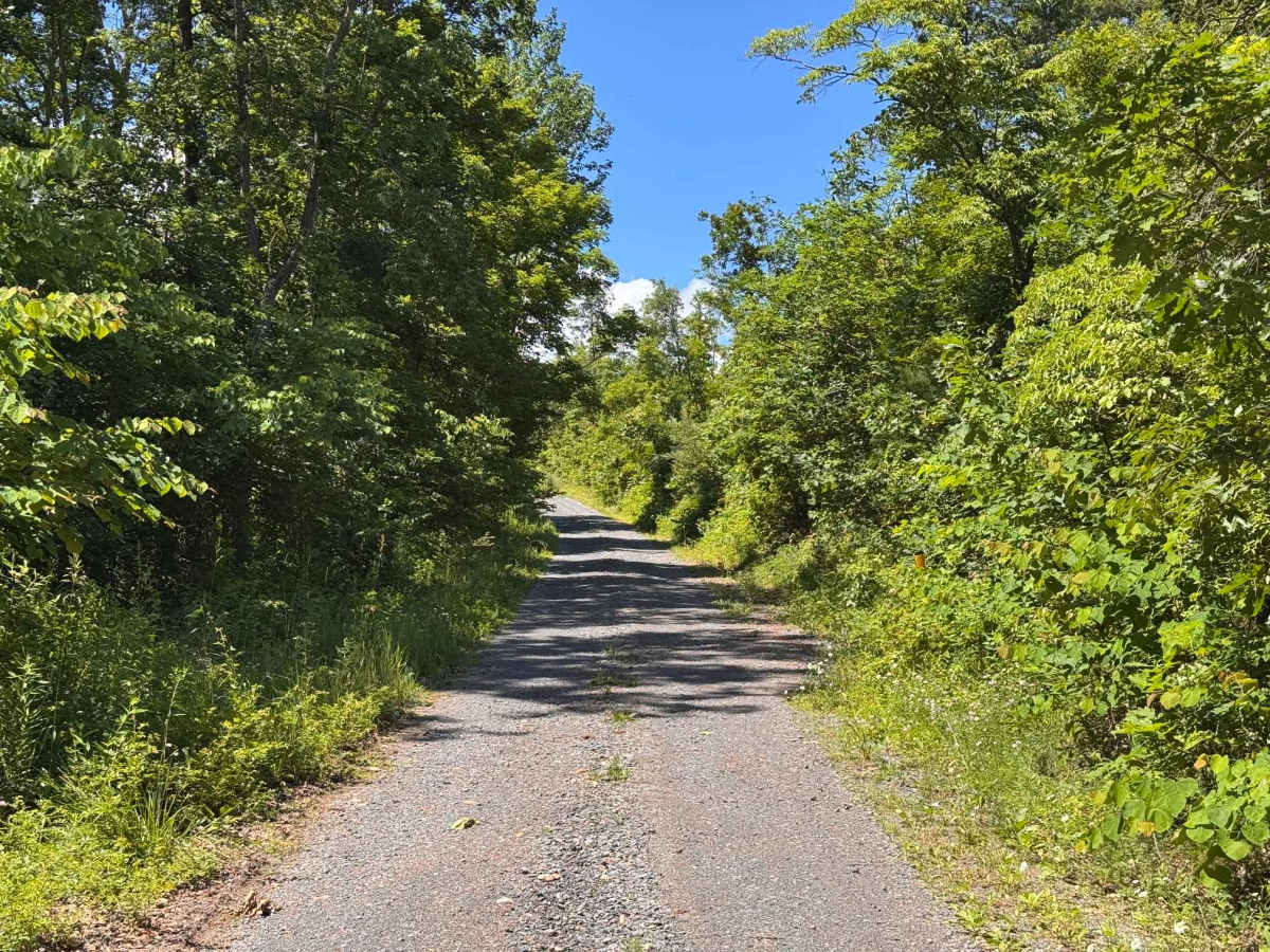 Moss Road - T-318 trail photo