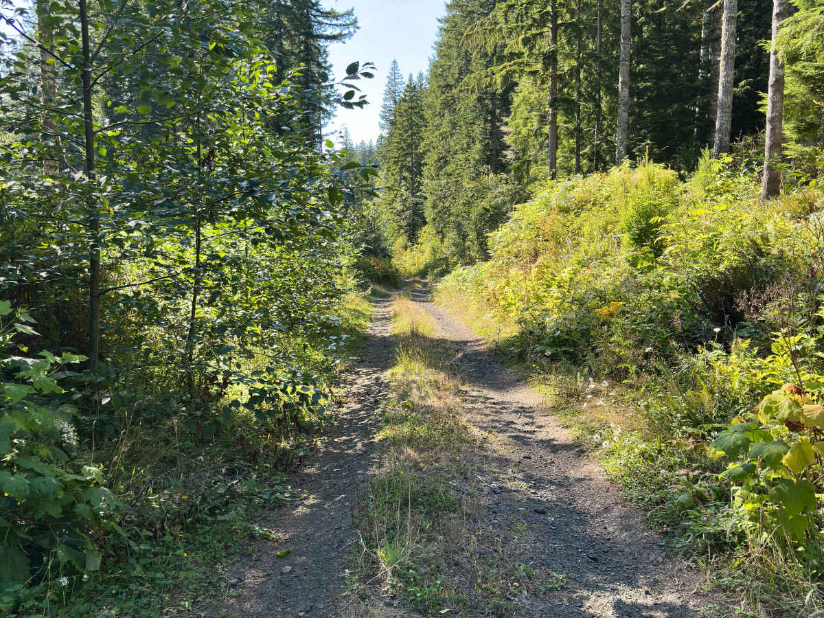 Foiled Road trail photo