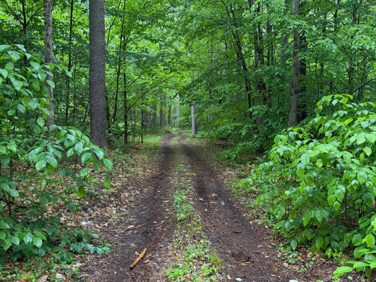 Wildcat Road Green Trail Loop photo 5