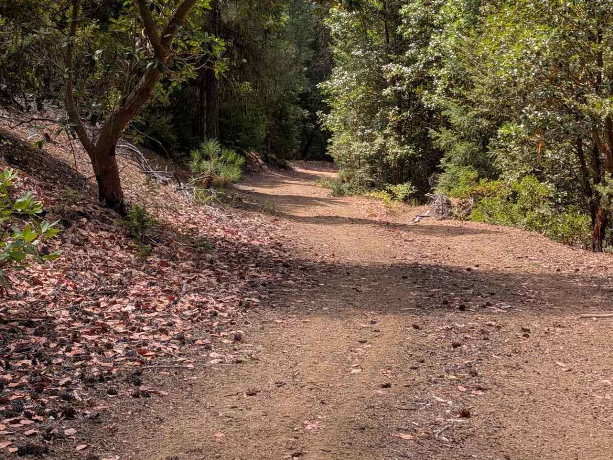 Lost Road - FS 2N46 photo 4