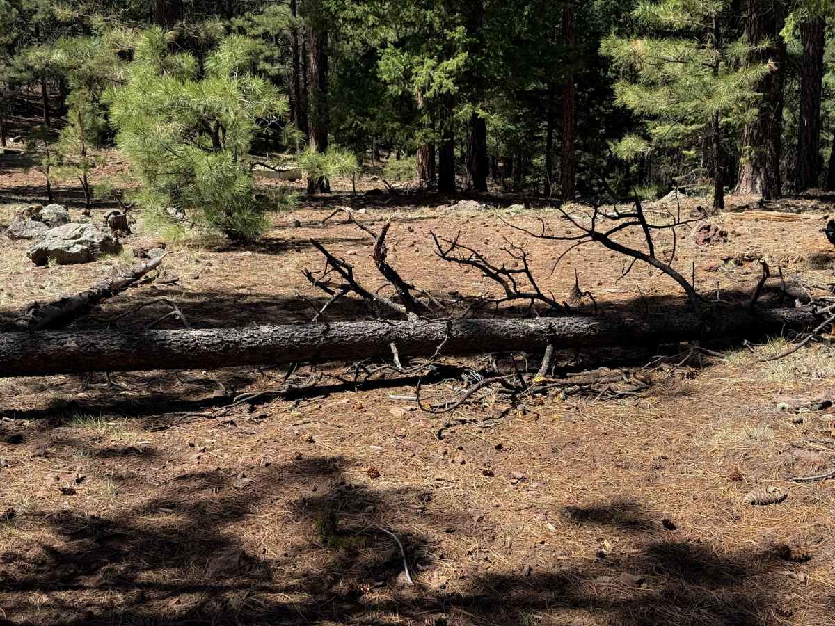 Gallo Peak Trail #6  photo 5