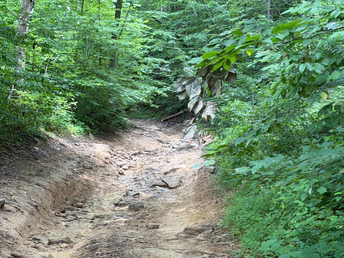 Little Buckhorn Creek Trail North photo 5