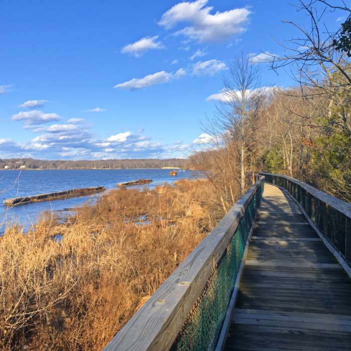 Boardwalk along the bay on the Bayview Trail Near Mason Neck Marsh Loop