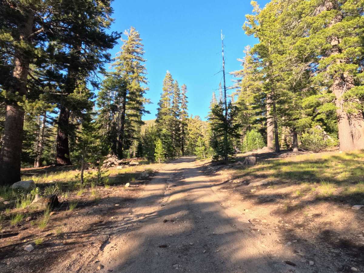 Jobs Peak Trail Spur - FS 31051A photo 4