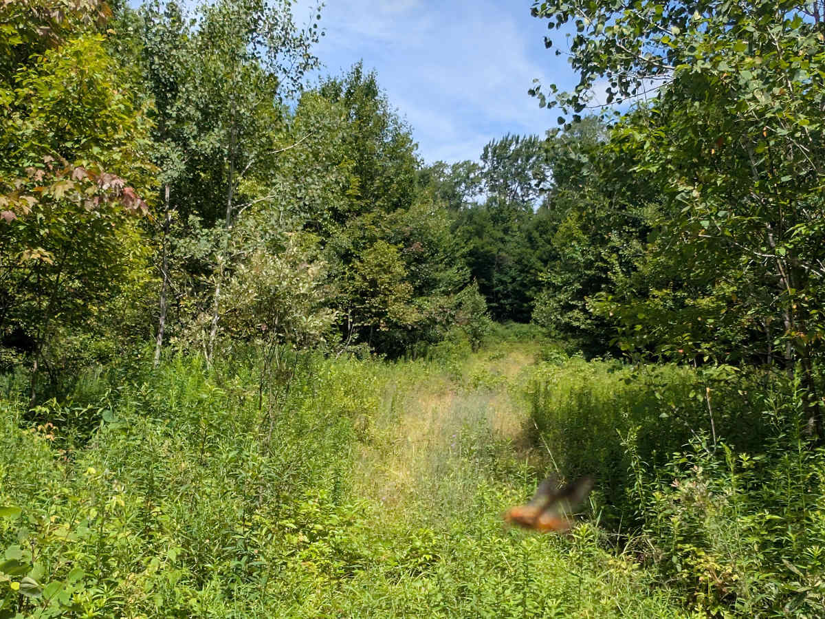 Albert Marsh Hill Trail trail photo
