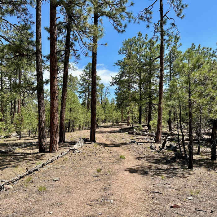 Near Continental Divide Trail: New Mexico Section 25
