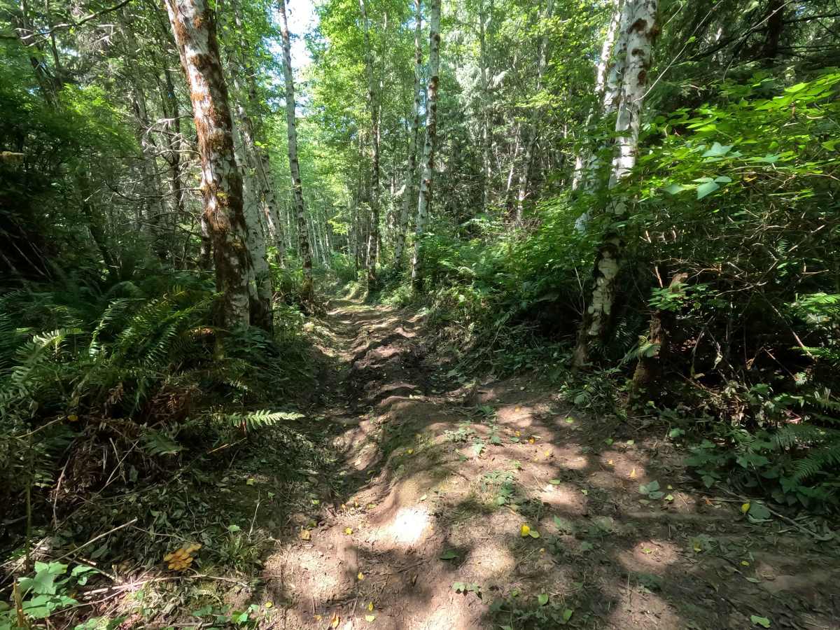 Stump Trail photo 5