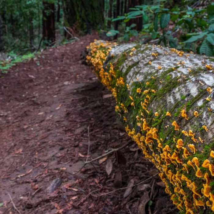 Near River Trail Hike