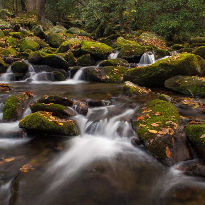 Near Ramsey Cascades Trail Near Ramsey Cascades Trail