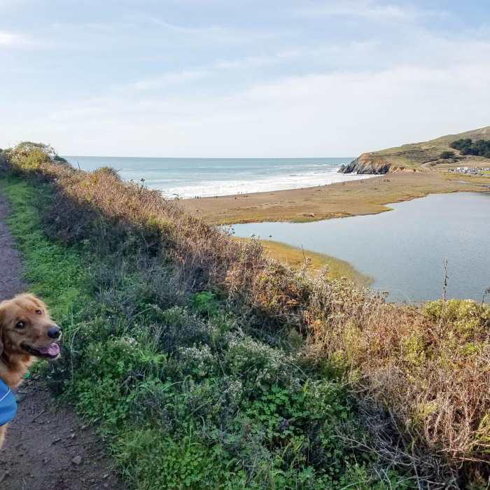 Near Fort Cronkhite Loop: Coastal, Wolf Ridge + Miwok Trails