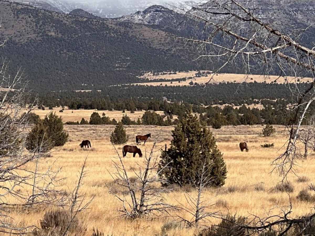 Steens Mustang Bounce trail photo