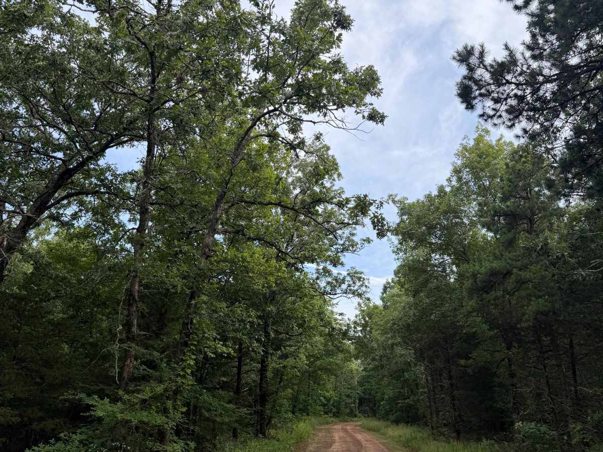 County Road 1805 photo 3